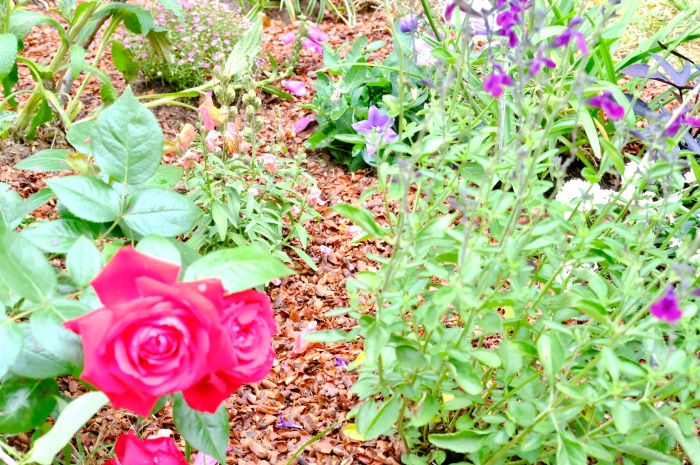 Le temps d&rsquo;un été #1 – Mon jardin en&nbsp;Normandie