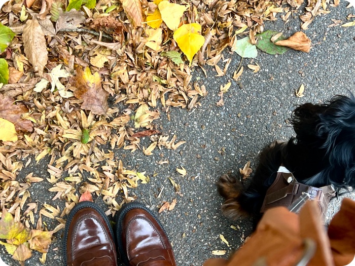 Automne, Vlogtober et&nbsp;Bingo