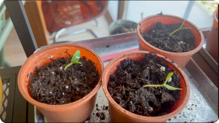 semis en pot
