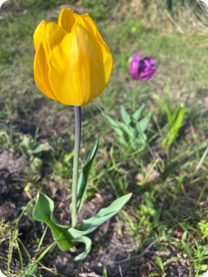 Tulipe